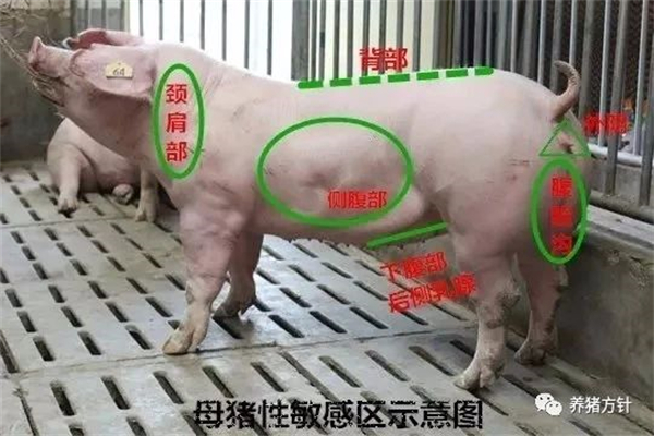 50岁女人减龄短发新造型时尚又不失妩媚