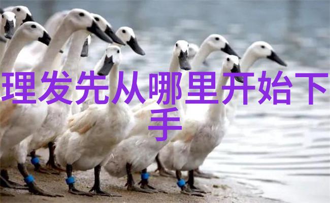 方圆脸型的最佳短发造型日系短卷风格的温柔与小巧