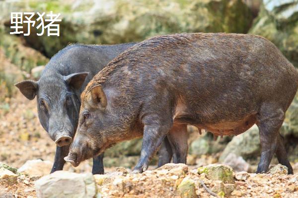 简单气质编发教程 - 轻松拥抱自然风采简单气质编发技巧全解