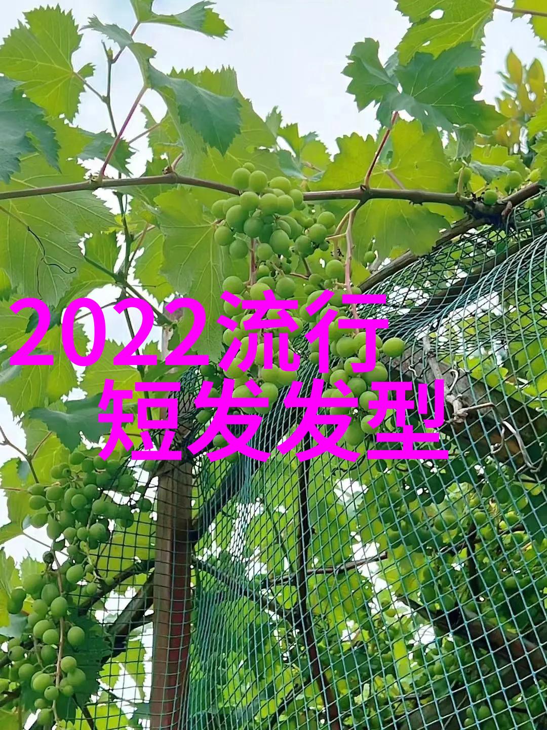 打造个人风格如何根据脸形选择适合的2022女生发型