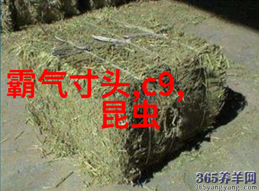 理发之道避弯直达的学艺秘籍