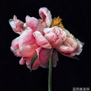 2012年汽车保险的探讨风险管理与车险政策的发展